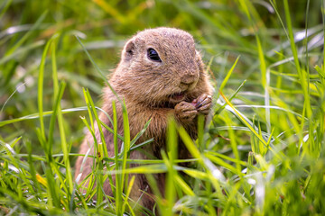 Siesel, a European ground squirrel