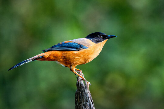 Rufous sibia in Sattal, Uttarakhand, India