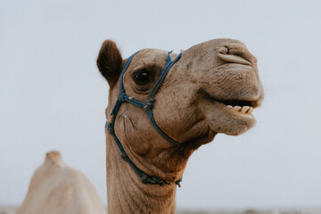 Obraz premium camel in the desert