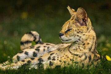 Serval wild cat (Leptailurus serval) in lush green grass