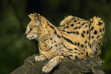 Serval wild cat (Leptailurus serval) perched on a rock