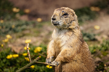 Mexican prairie dog (Cynomys mexicanus) in a filed
