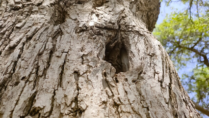 Hole in Tecomella Undulata( Rohida) tree trunk, close up view