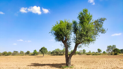 Prosopis Cineraria (Khejari) tree in the dessert field with blue sky