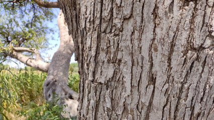 Tecomella Undulata( Rohida) tree bark, close up view