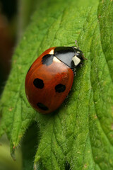 Severn Spot Ladybird (Coccinella septempunctata) perched on a green leaf