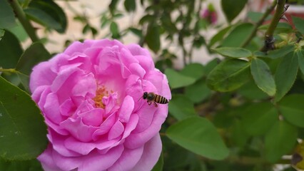 Honeybee perched on a pink colored rose flower in India