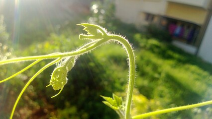 Stem of a plant with the sunlight in background