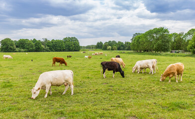 Black, white and brown cows in the field near Papenburg, Germany