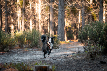 Border collie dog in a forest setting.