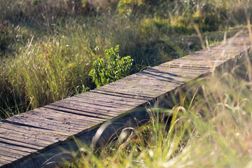 Winding path beside greenery in a field.