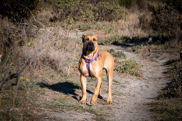 Pitbull standing on grass and bushes beside the ground.