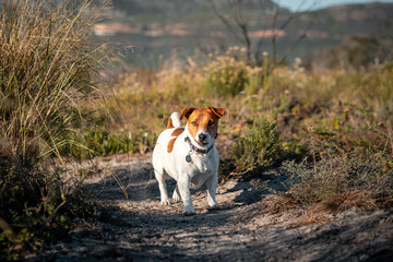 Jack Rustle leisurely walking along a trail.