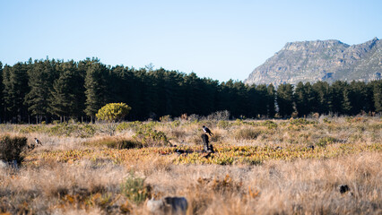 Two birds perched on a tree stump in a grassy field.