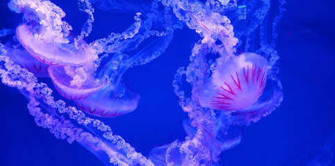 Jellyfishes swimming in the blue water