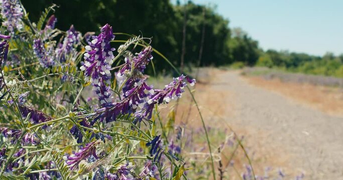 Closeup footage of the hairy vetch plant growing on the roadside, moving by the light wind