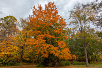 Beautiful view of colorful autumn foliage in a dense forest