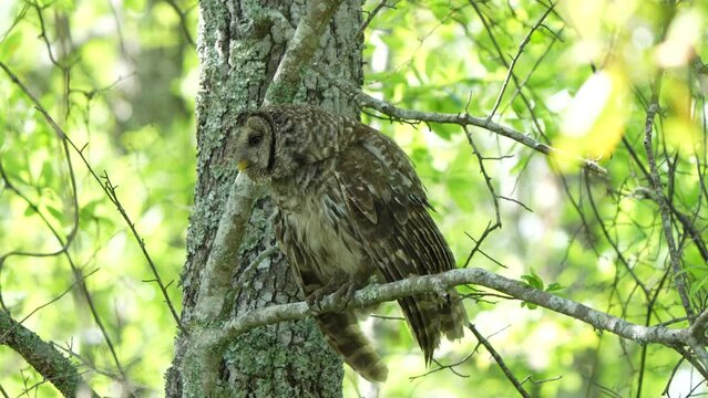 Shot of an owl staning on a tree branch.