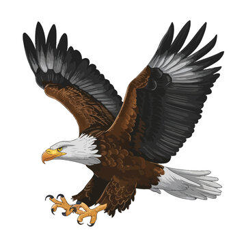 Bald eagle flying draw and paint on white background vector illustration.
