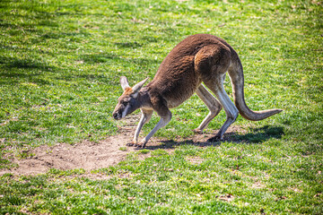 Kangaroo roams a field by rocks and grass