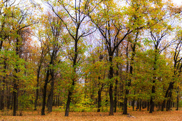 Scenic view of Bucium woods near Iasi, Romania