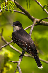 Fototapeta premium Closeup of a kingbird perched on tree branch