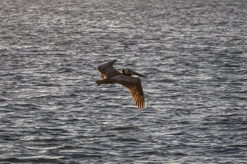 Seagulls soar over blue water with birds on the shore