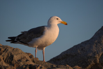 Seagull resting on rocks during sunset on an island