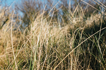 Beach grass swaying in the wind on a sunny day
