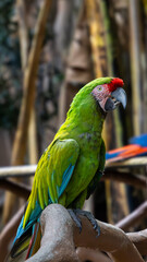 Vibrant soldier's macaw (Ara militaris) perched on tree branch