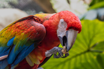 Colorful Macaw (Ara) perched on a branch, enjoying a meal