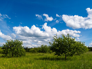 Obraz premium Landscape of a meadow orchard near Brunnthal south of Munich.