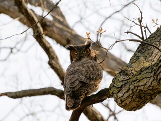 a very big cute looking owl sitting on a branch of a tree