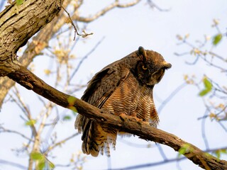 an owl perched on a branch looking at the camera lens