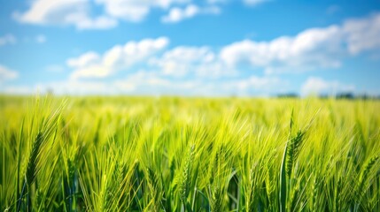 a beautiful green wheat field under a blue sky with fluffy white clouds in the background.