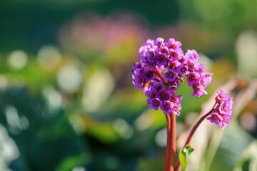 Blooming plant Bergenia Cordifolia