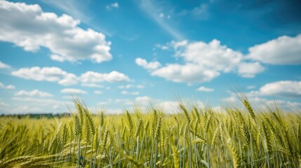 Obraz premium a beautiful green wheat field under a blue sky with fluffy white clouds in the background.
