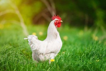 cute rooster crowing on the farm...