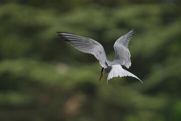 Obraz premium Common tern in flight, eating fish on a tree branch
