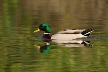 Mallard duck swimming in river, foraging for food