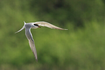 Common tern in flight with wings extended near a body of water