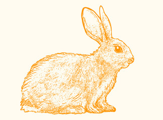 Hand Drawn Sketch Rabbit for Your Design. Ink cute bunny