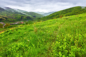 rural landscape in carpathian mountains of ukraine. alpine countryside scenery with grassy meadows and forested rolling hills in spring. scenic view of the village near borzhava ridge on a cloudy day