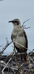 Monochrome bird perched on tree branch