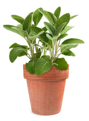 Sage  plants in vase