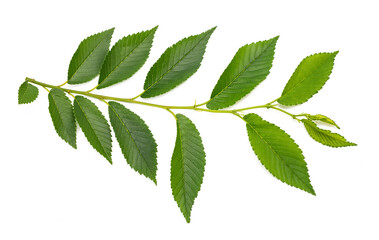 Siberian elm sprig with leaves