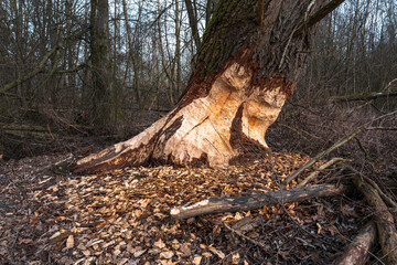 Tree in a forest with pieces of wood on the ground