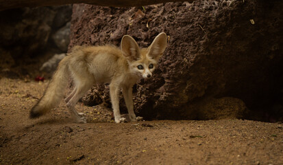 Enchanting fennec fox, with its oversized ears and curious eyes