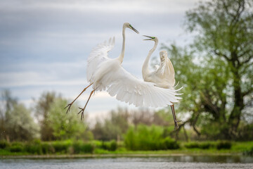 two white birds are fighting over the water while one prepares to take off