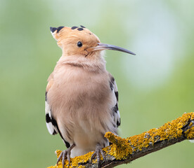 Eurasian hoopoe, Upupa epops. Close-up of a bird on a beautiful pastel background